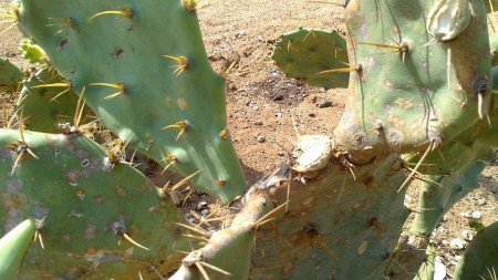 20131007-00001 農園現況-修枝觀察